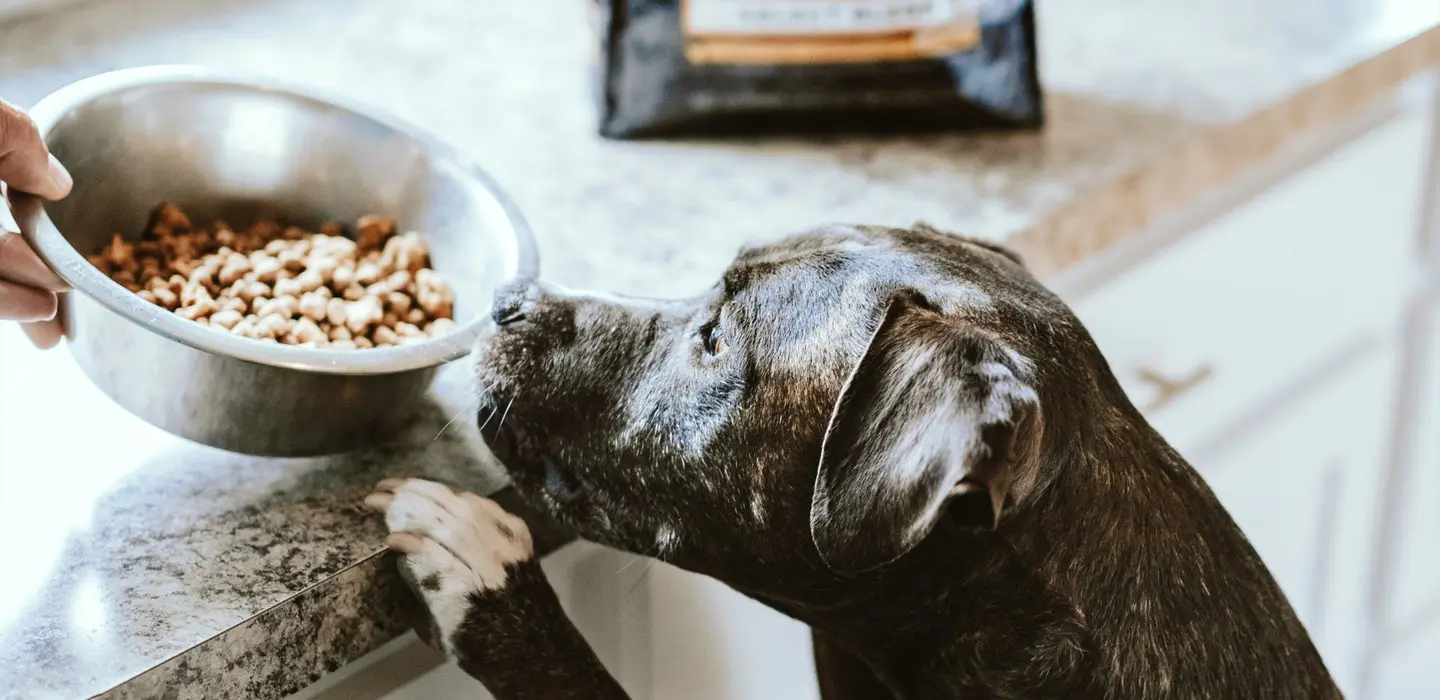 Quelle quantité de nourriture donner à mon animal?