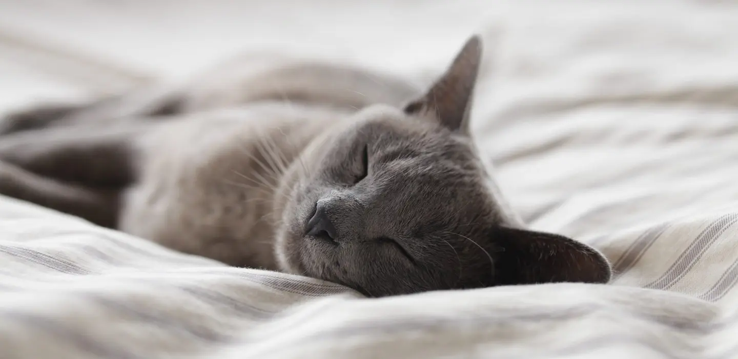 La stérilisation du chat