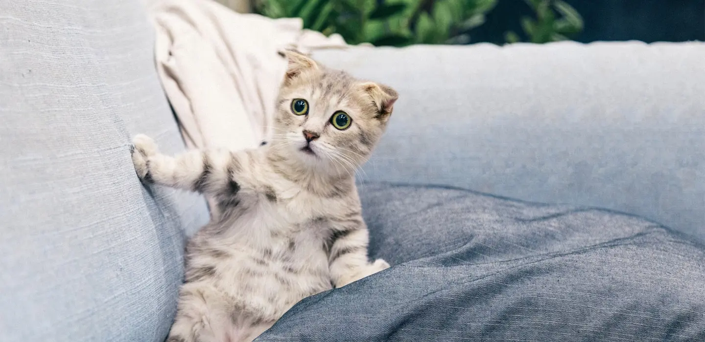 Adopter un chaton, les grandes étapes à connaître
