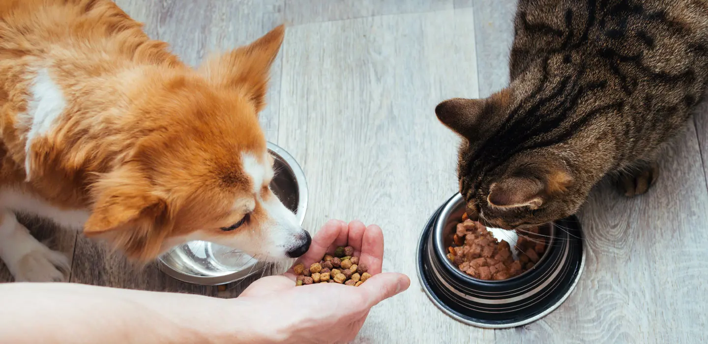 Comment choisir les croquettes de mon animal de compagnie ?
