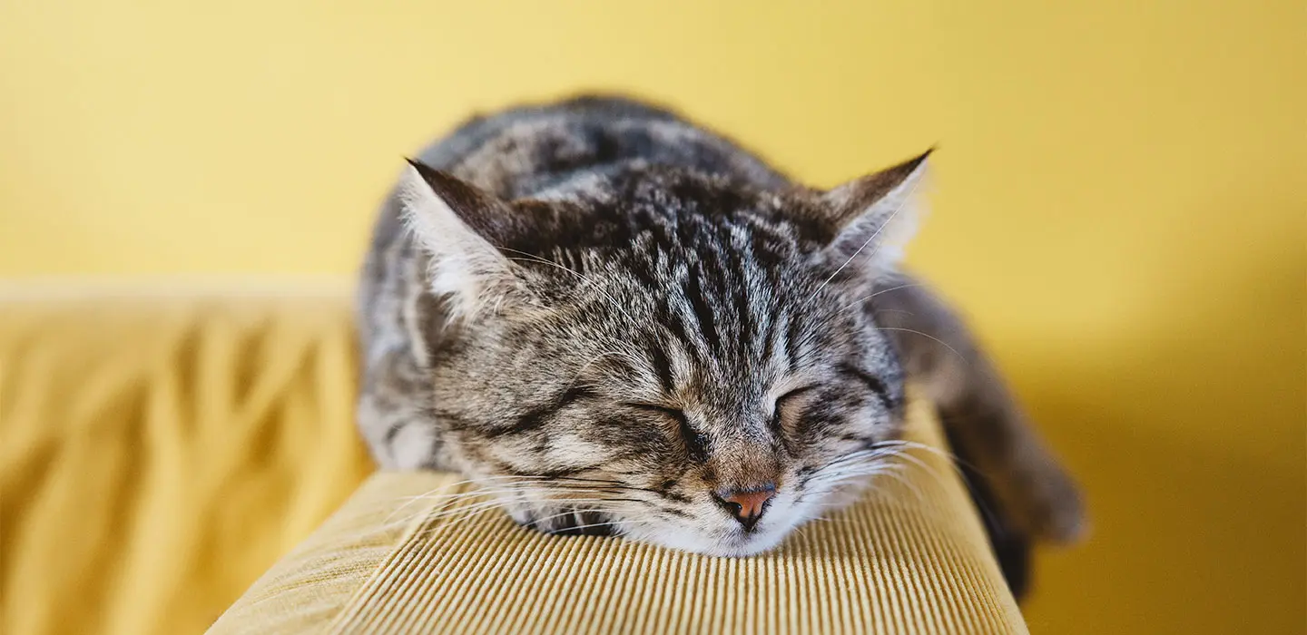 La cystite, un trouble urinaire fréquent chez le chat