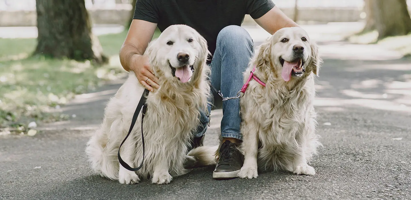 Les races de chiens guides de la FFAC