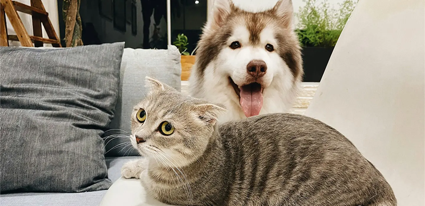 Tout savoir sur les enjeux de la stérilisation chez le chien et le chat