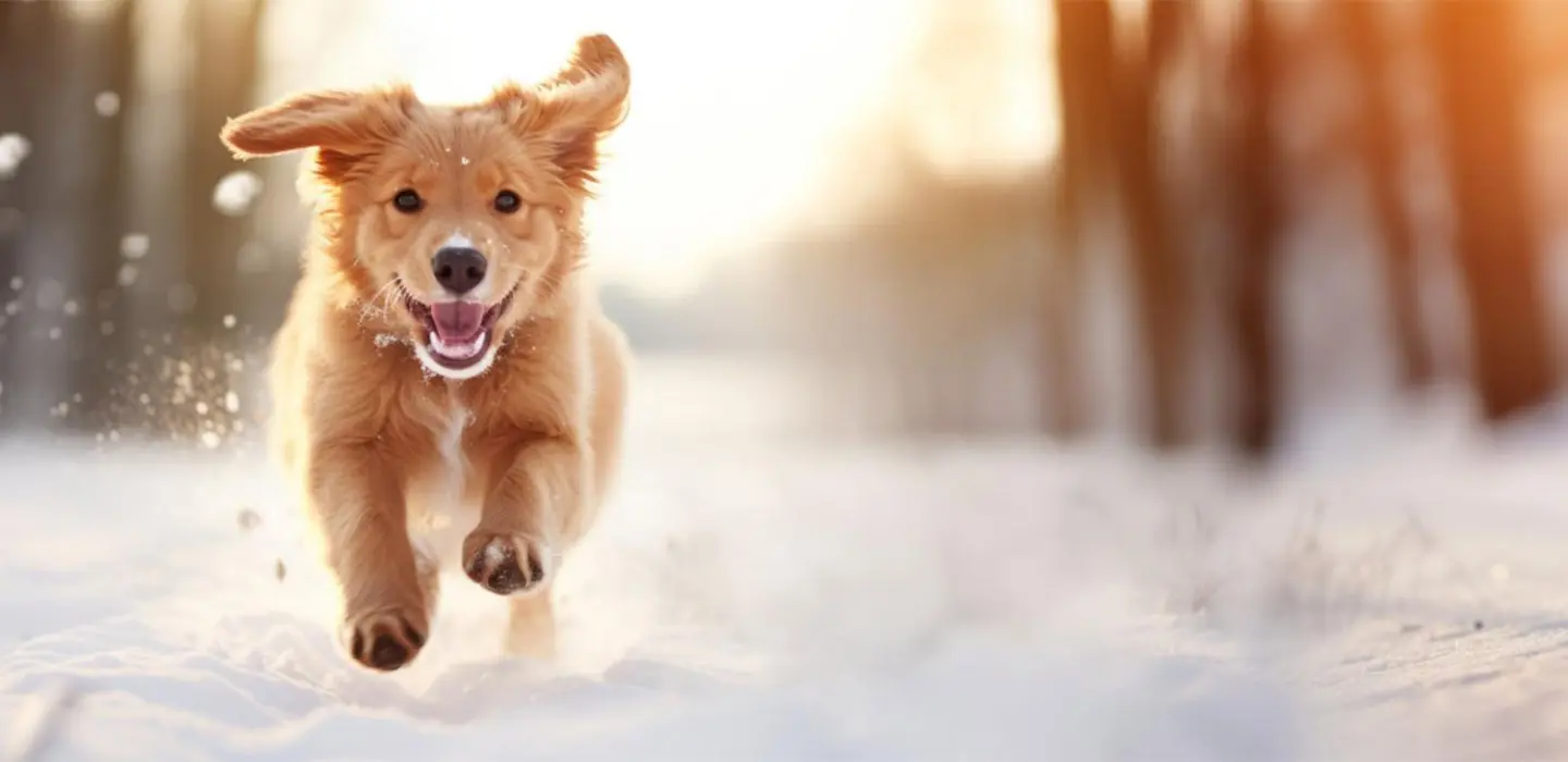 Comment bien préparer mon chien à l’hiver ?