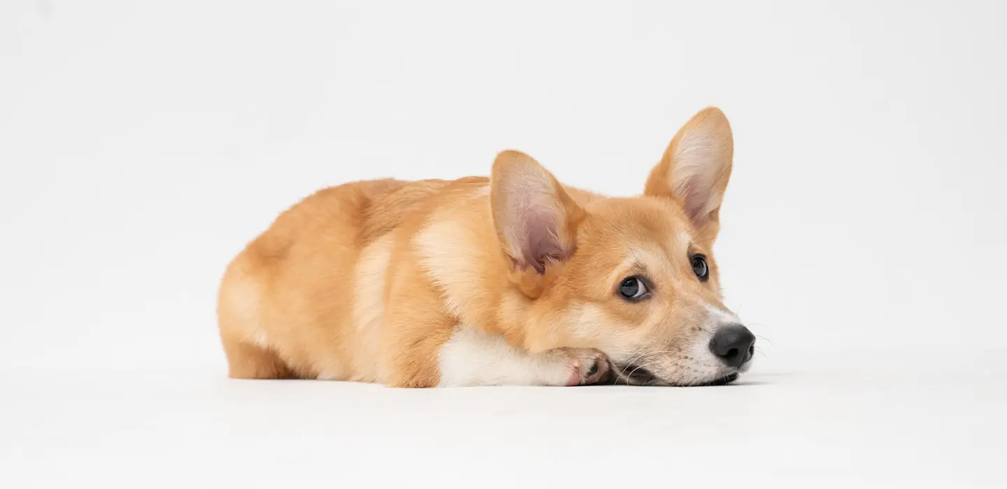 Parvovirose chez le chien : causes, symptômes et traitements