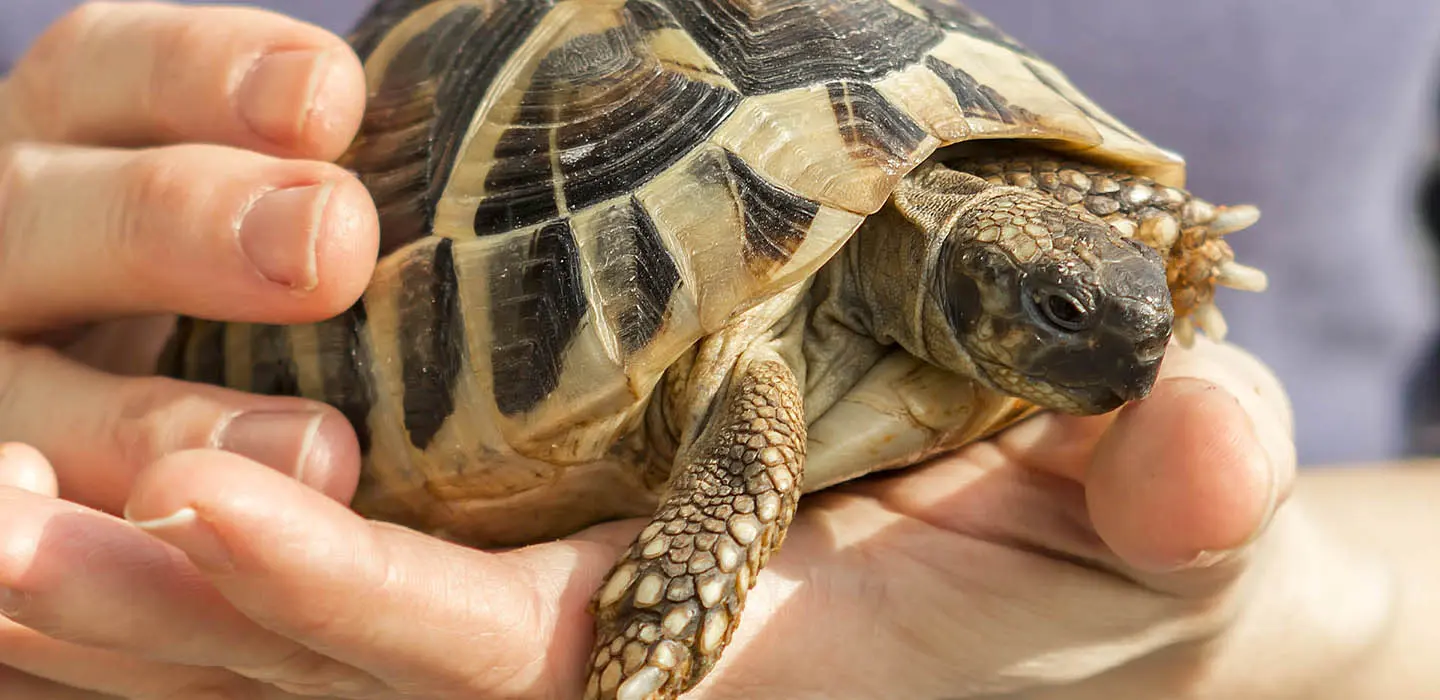 La tortue d’Hermann domestique : que faut-il savoir ?