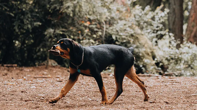 Stop à l’abandon des animaux de compagnie !