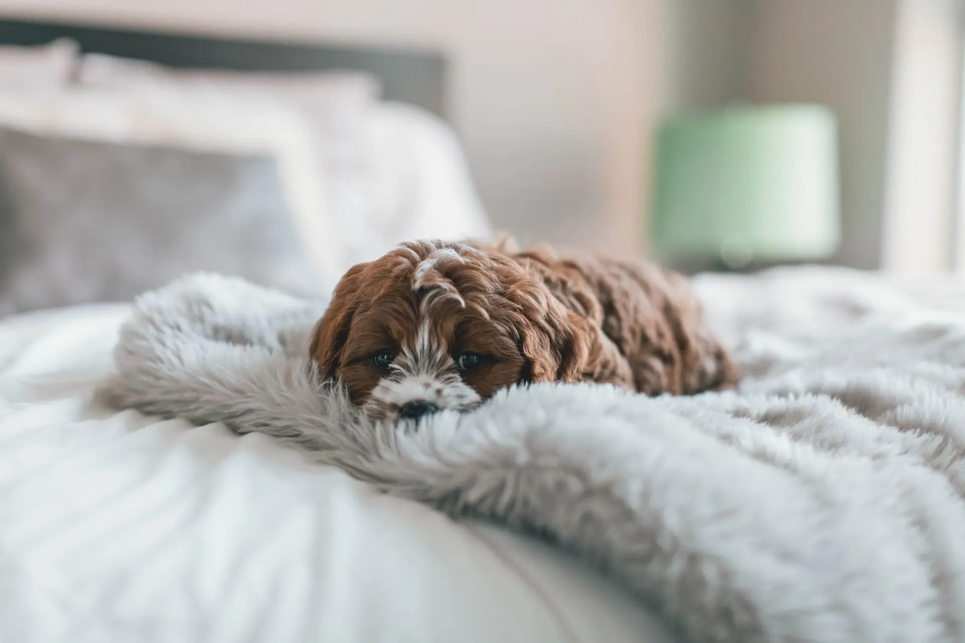 Comment savoir si mon animal de compagnie souffre ?