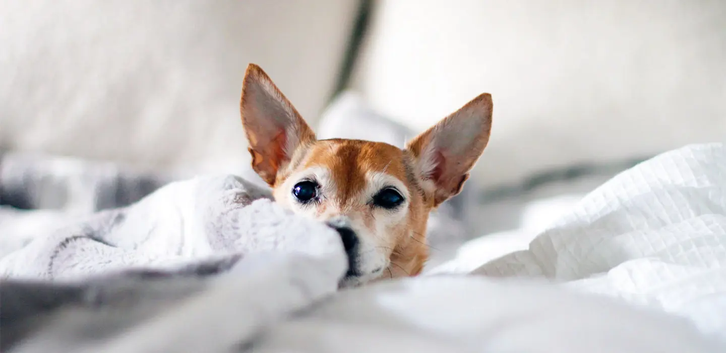 Pourquoi et comment nettoyer les oreilles de votre chien ?