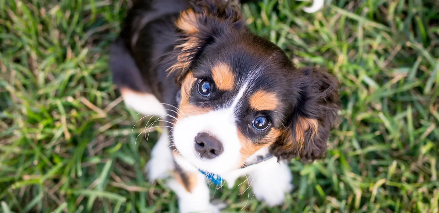 Pourquoi et comment nettoyer les yeux de votre chien ?