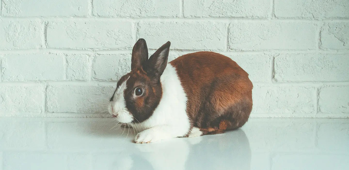 Identifier et agir face à l’arrêt de transit de votre lapin