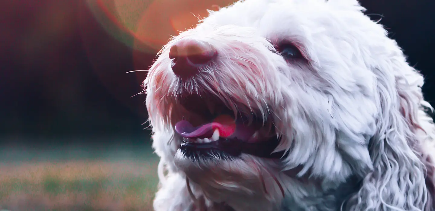 Comment bien préserver l’hygiène buccale de votre chien ?