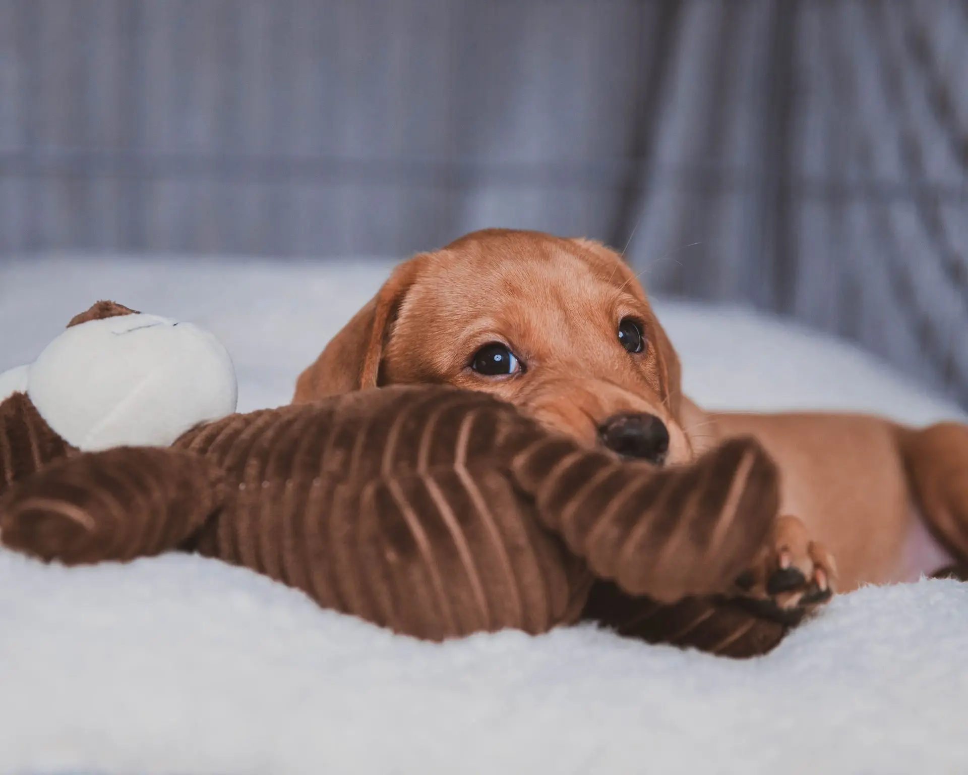 Tout savoir sur l’accueil d’un chiot
