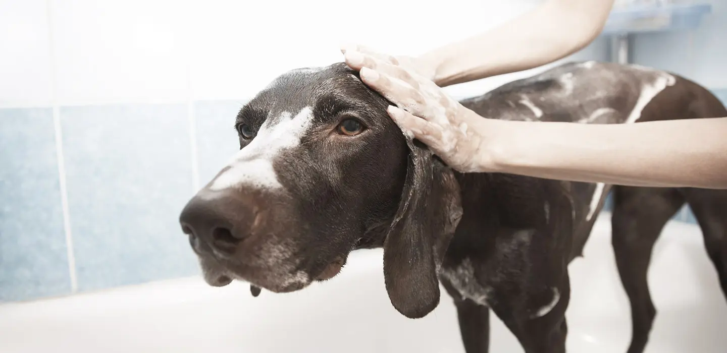 Comment entretenir le pelage de votre chien ?