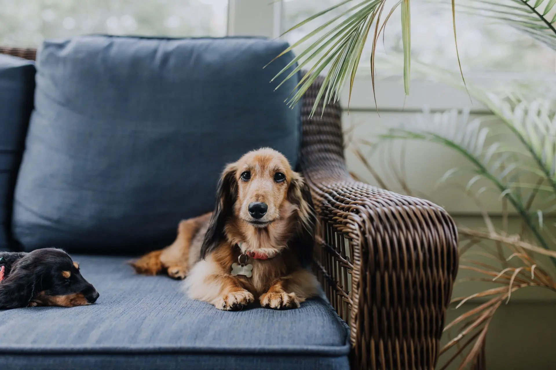 La maladie hormonale du chien :  le Syndrome de Cushing