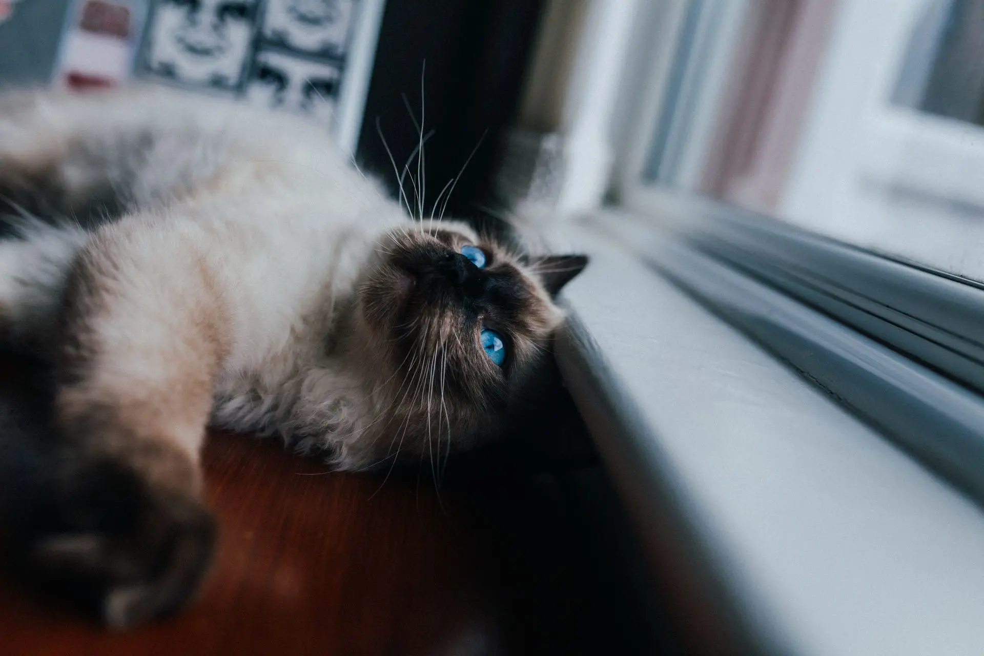 Comprendre son chat grâce au langage corporel