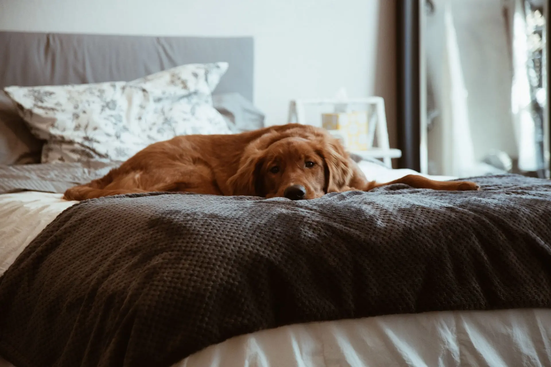 Comprendre la douleur de son chien