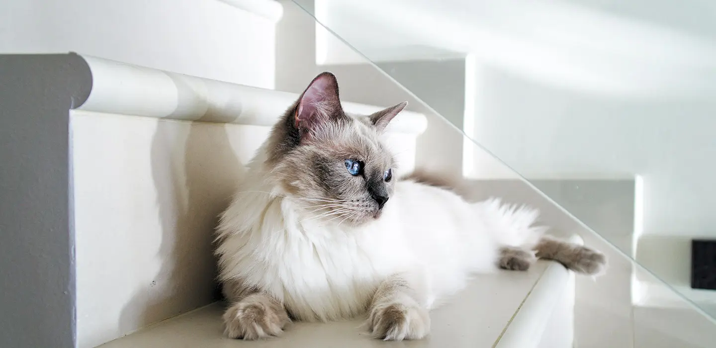 Le Coryza : une maladie courante chez le chat