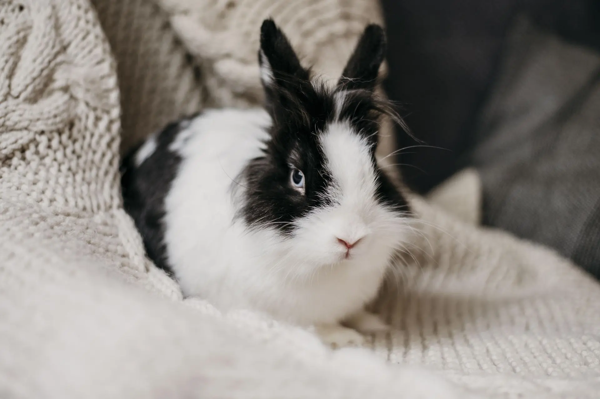 Les caractéristiques du lapin : comment le comprendre ?