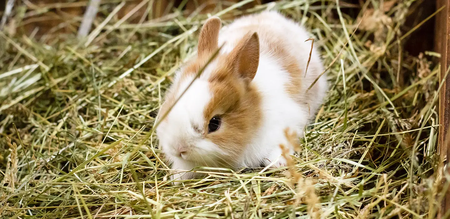 Les troubles du comportement chez le lapin
