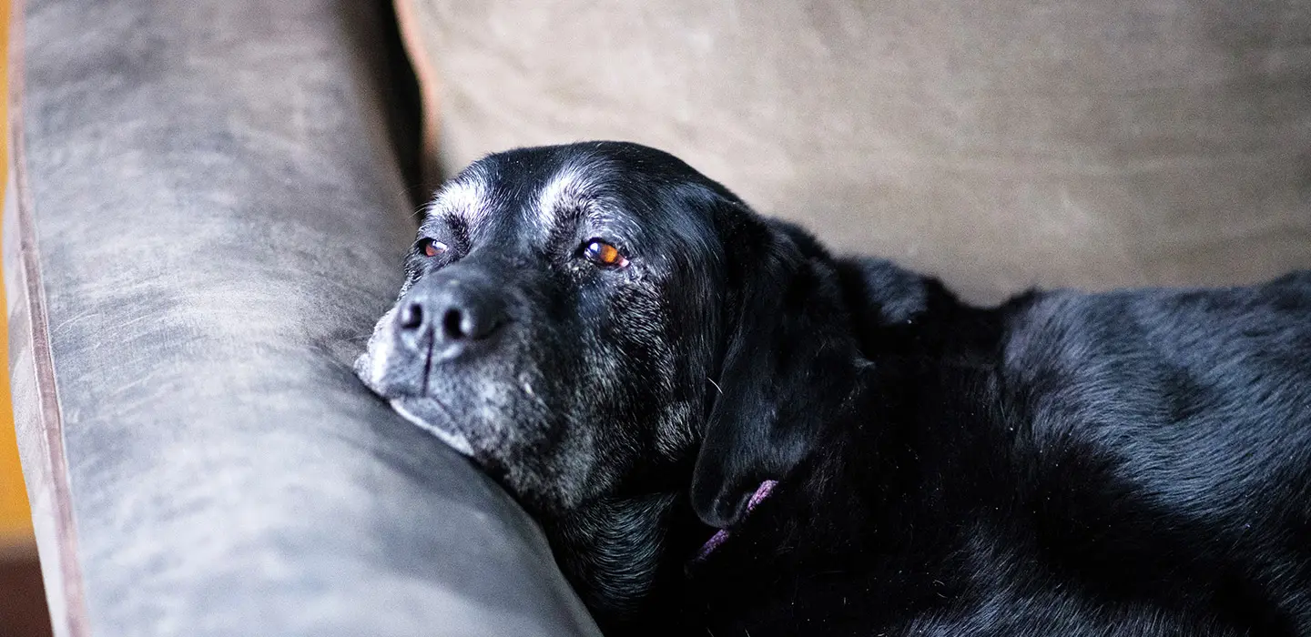 Les signes de vieillissement chez le chien