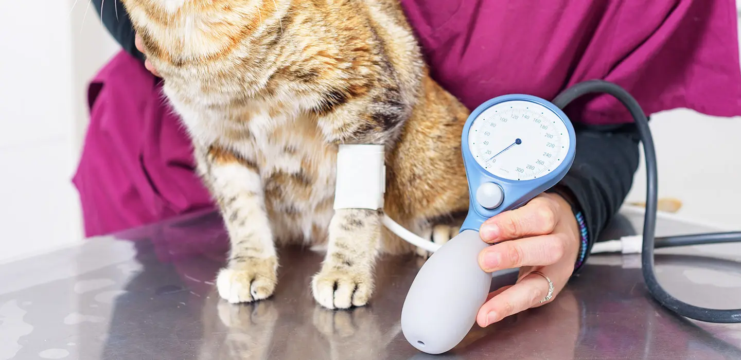 Pourquoi surveiller la tension artérielle de votre chat ?