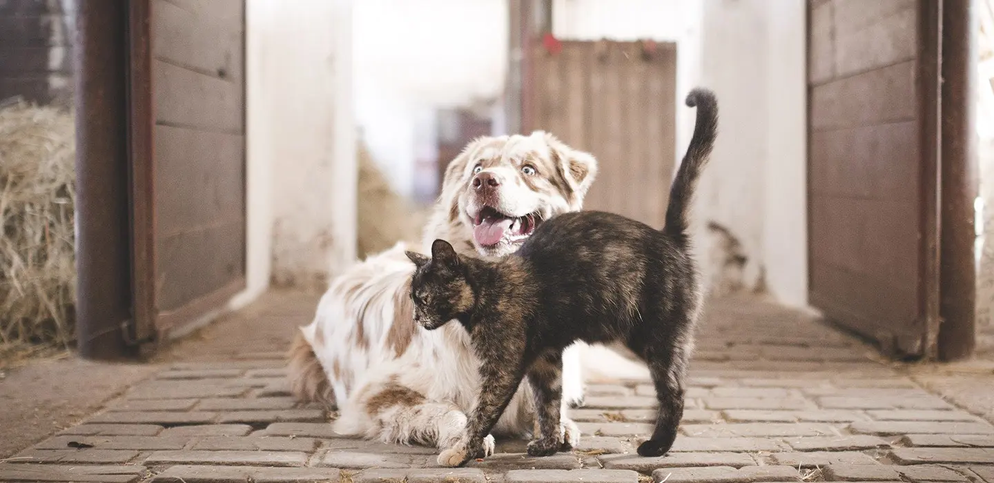 La douleur chez votre animal : la consultation