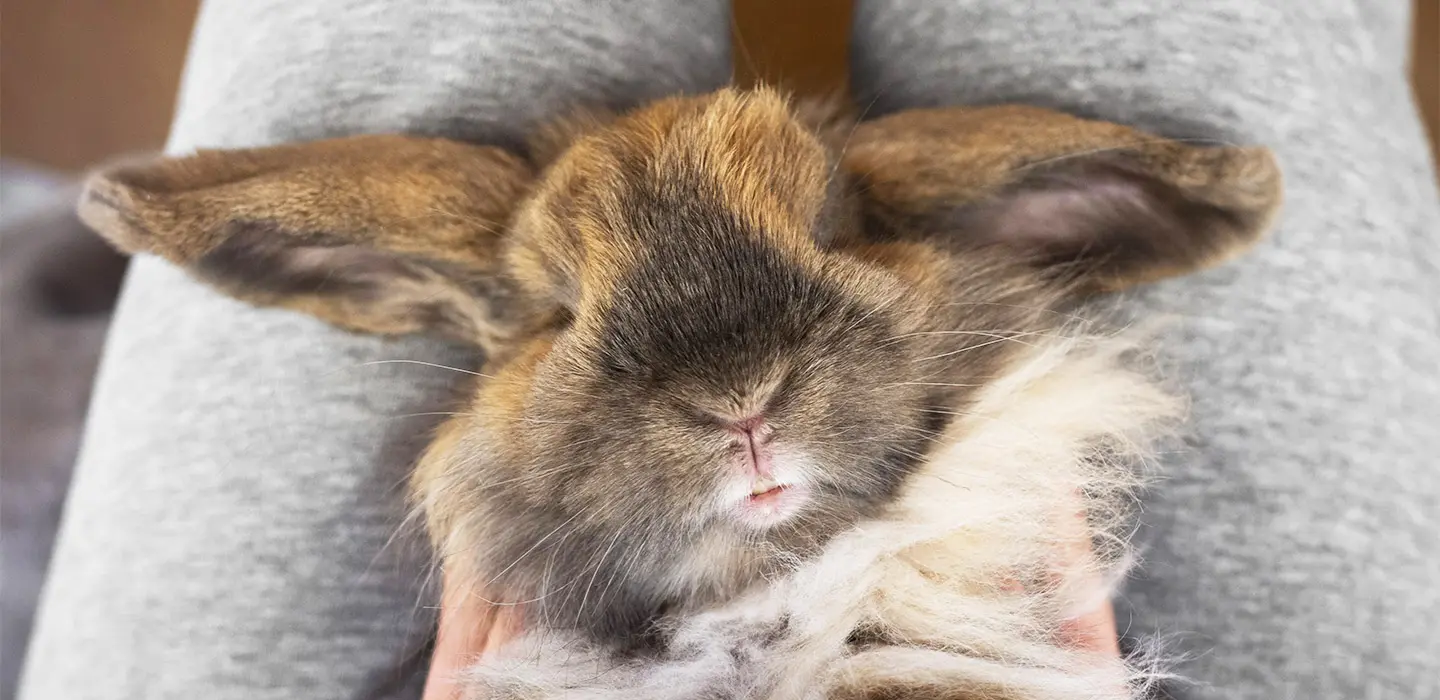 La stérilisation de la lapine