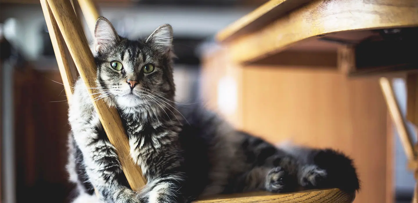 Comment reconnaître l’anxiété chez le chat ?