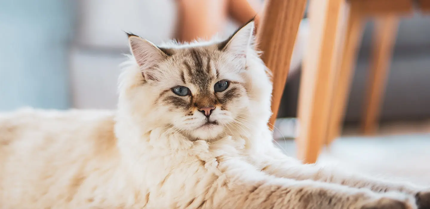 La douleur arthrosique chez le chat