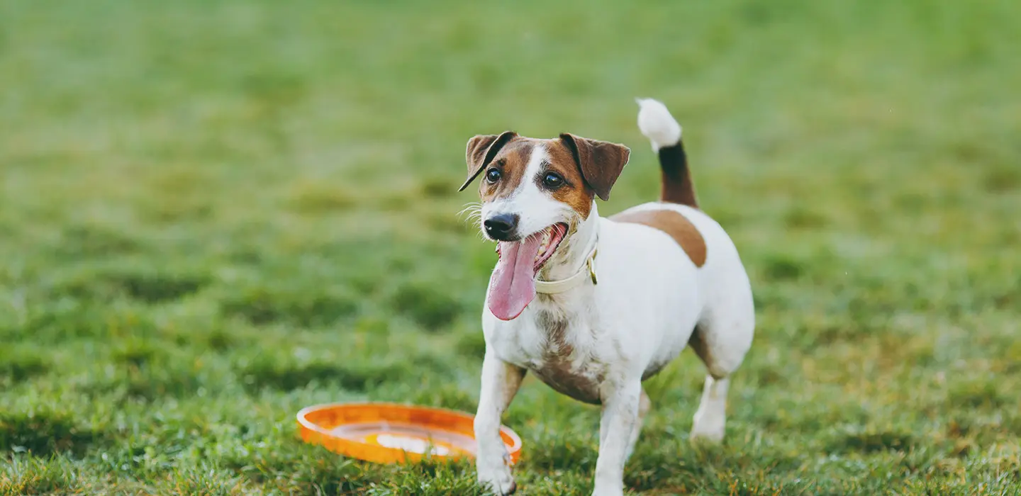 La prise en charge de la dermatite atopique du chien : une approche multimodale