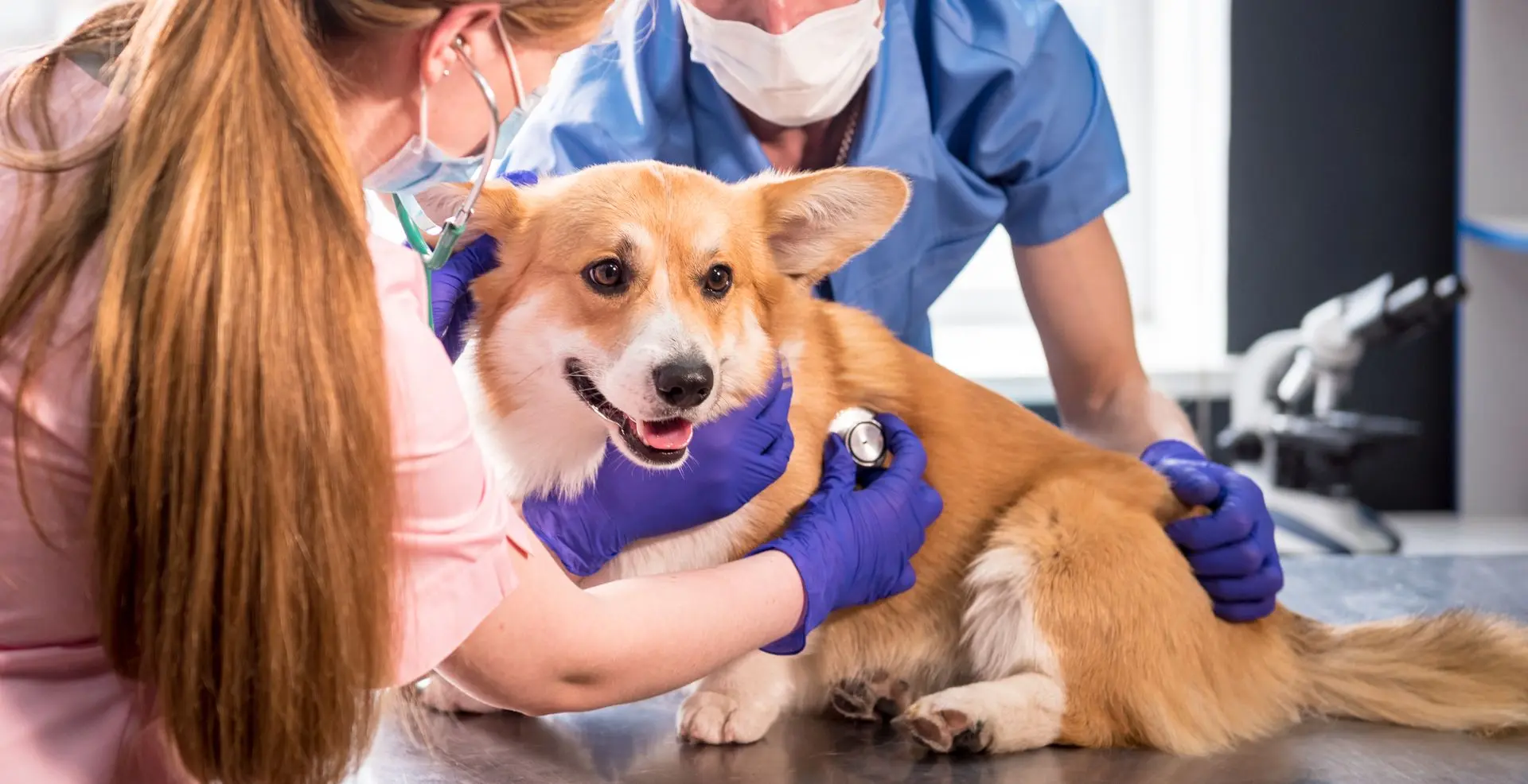 Comment secourir votre animal de compagnie ?