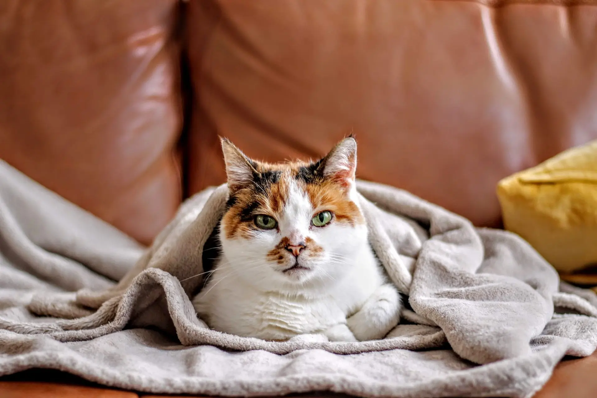 La diarrhée, un trouble digestif fréquent chez le chat