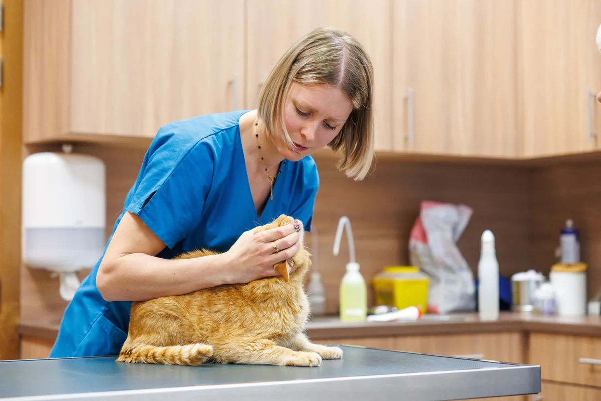 Vétérinaire examinant un chat roux en clinique