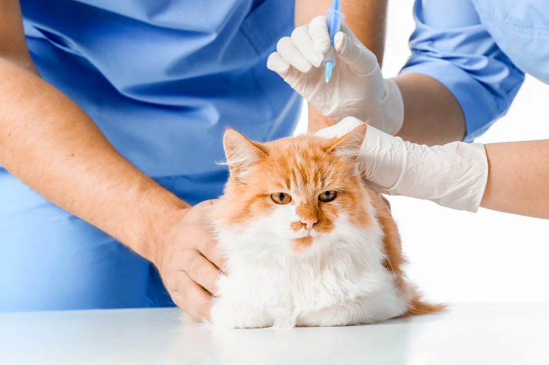 Vaccination d'un chat par un vétérinaire