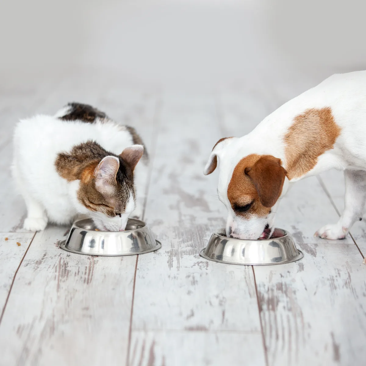Un chat et un chien qui mangent dans leur gamelle