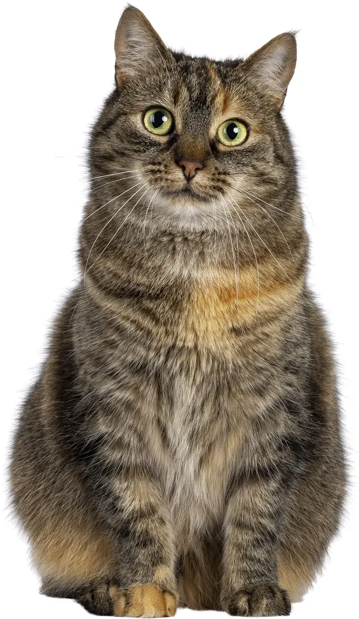 Chat tigré assis, de face