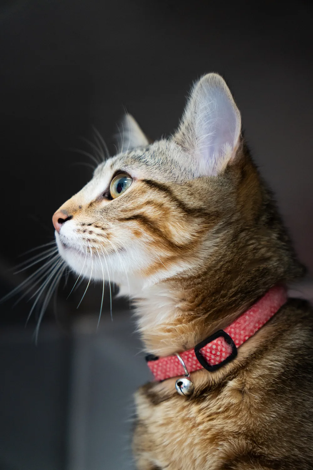 Chat tigré de profil avec un collier rouge