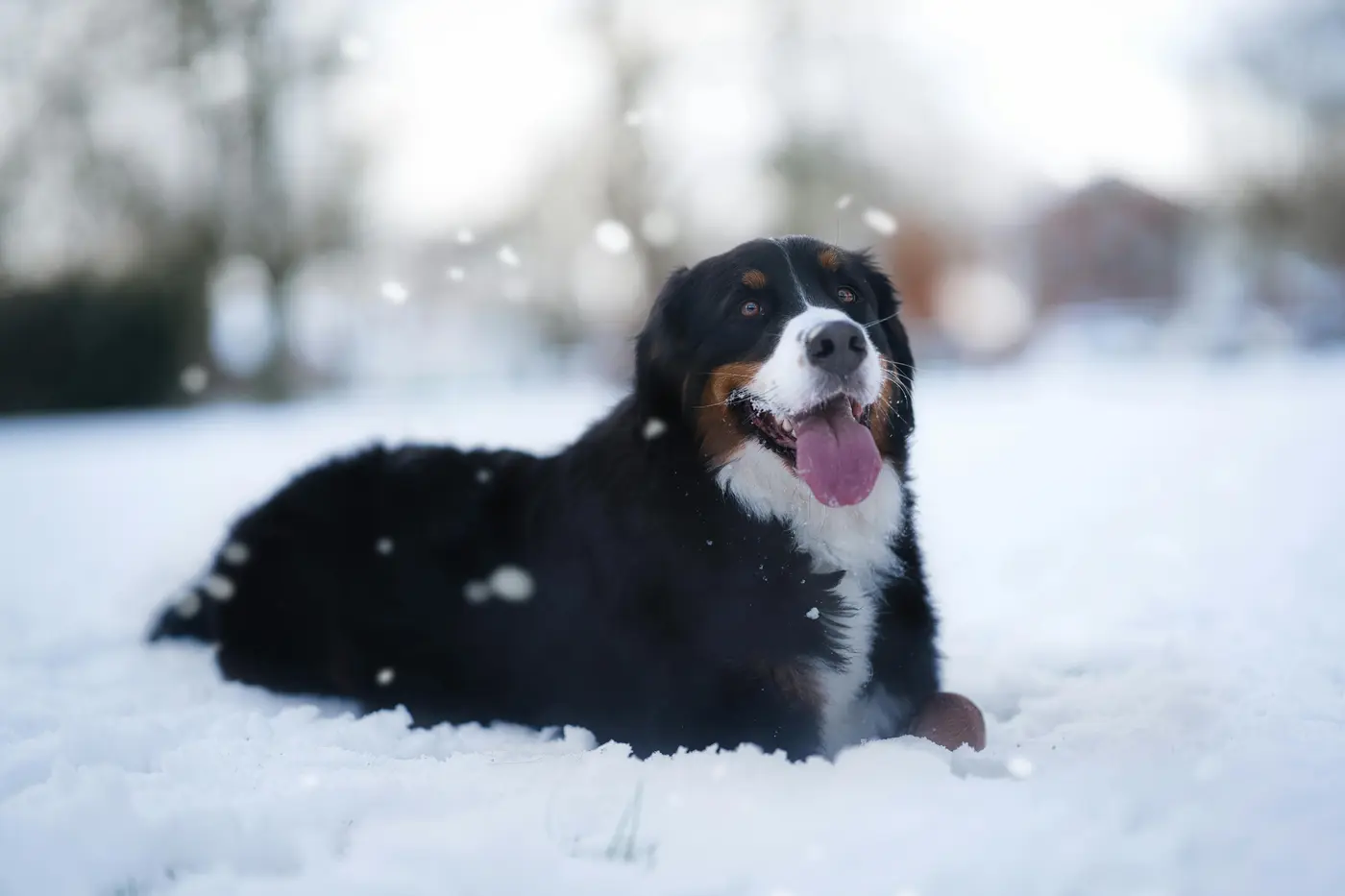 Chien bouvier allongé dans la neige
