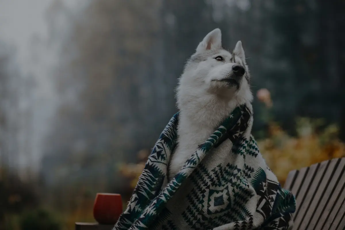 Chien husky enveloppé dans un plaid en automne