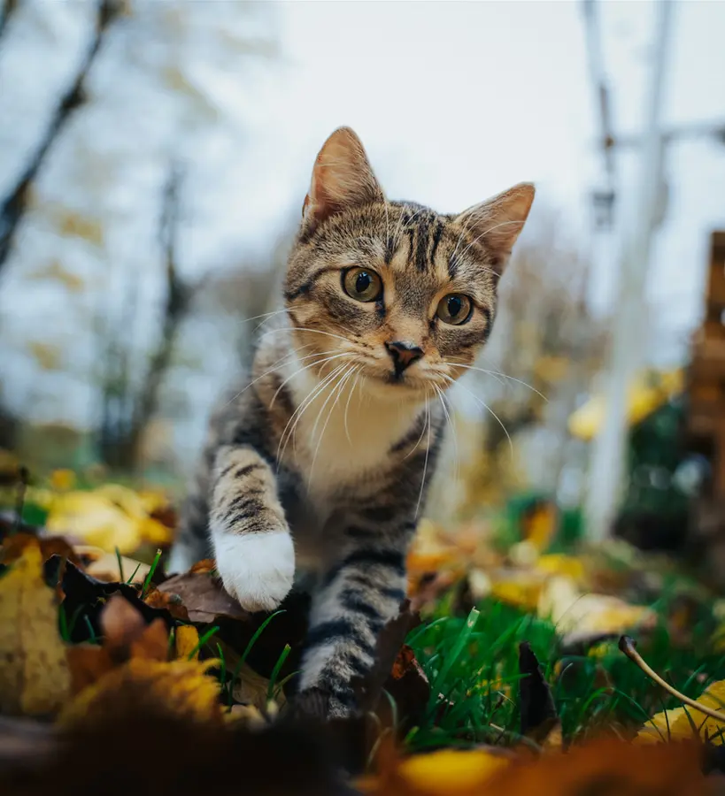 Chat tigré marchant dans les feuilles d’automne