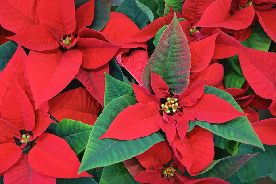Poinsettia rouge, étoile de Noël
