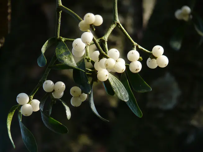 Branche de gui avec ses baies blanches