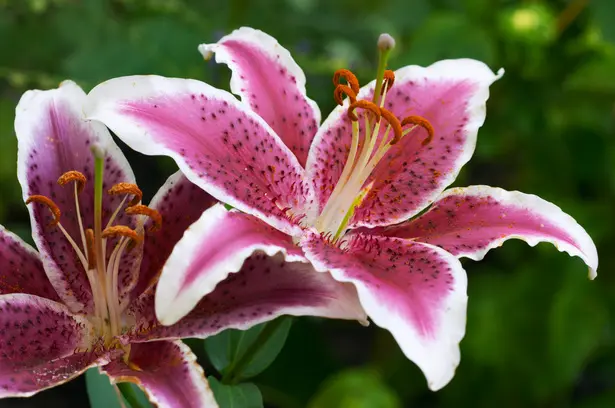 Fleurs de lys roses