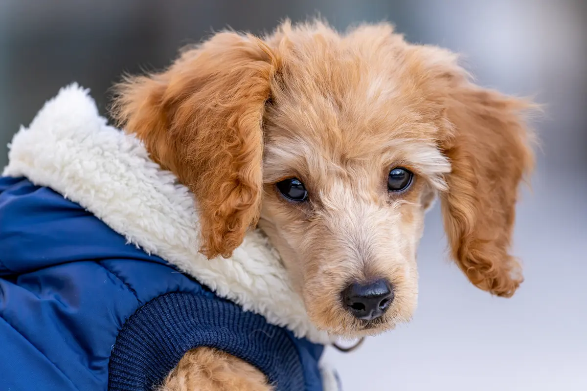 Chiot portant un manteau d’hiver bleu