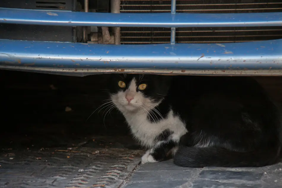 Chat noir et blanc abrité sous une voiture