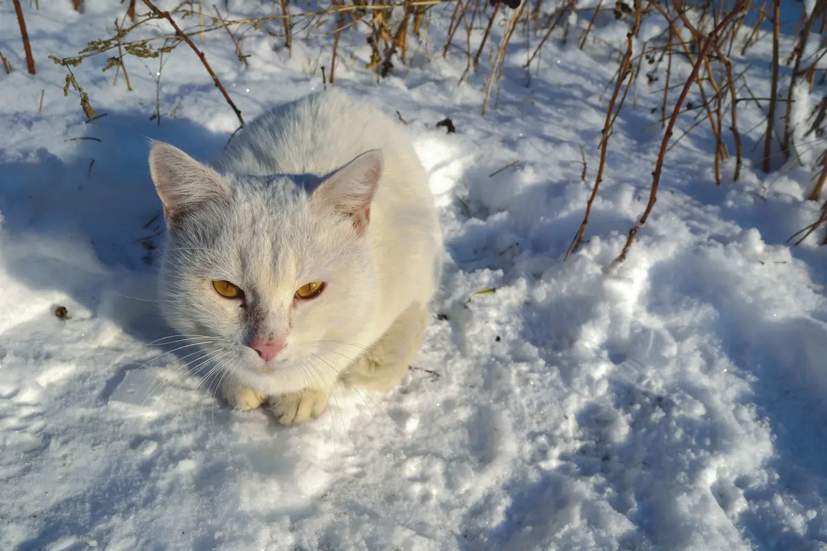 Chat blanc couché dans la neige