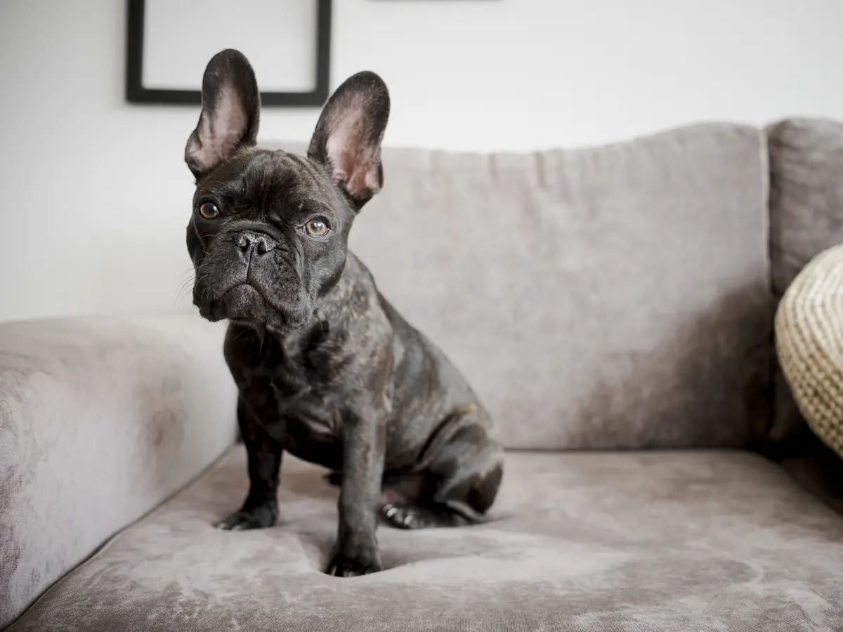 Bouledogue français