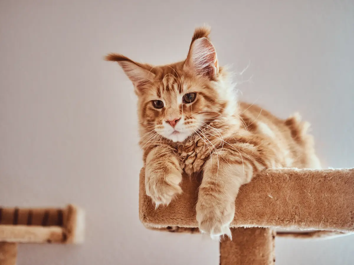 Maine coon