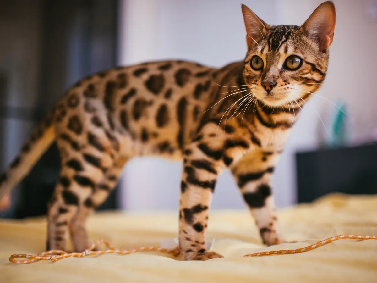 Bengal